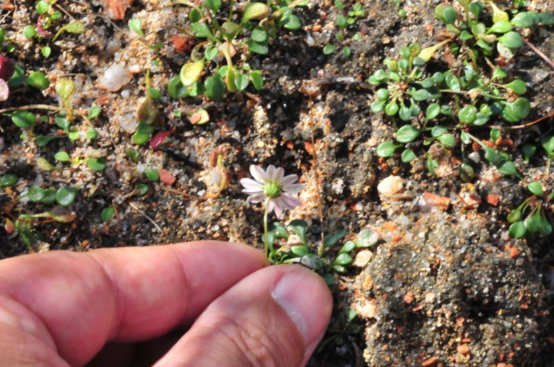 Bellium bellidioides / Pratolina spatolata